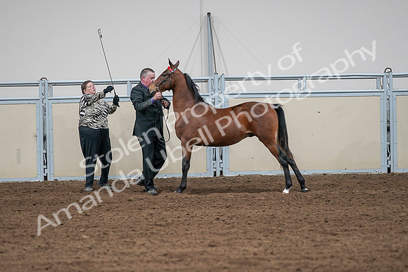 2020 - AB Morgan Horse - Fri, Sept 04 - 07614