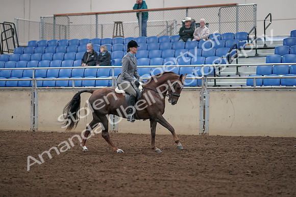 2019 Morgan Horse Show - Aug 31, 2019 - 07489