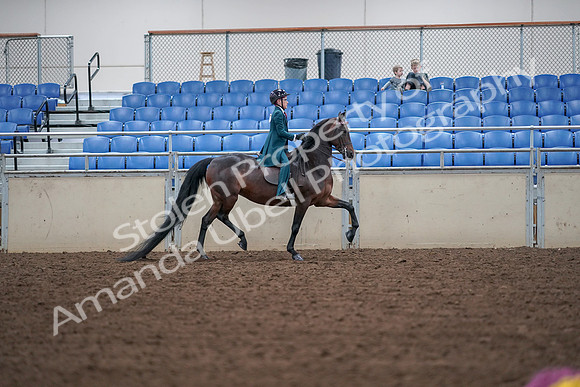 2019 Morgan Horse Show - Aug 30, 2019 - 18074