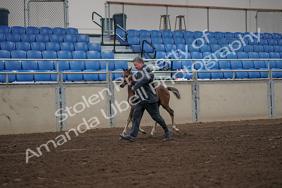 2019 Morgan Horse Show - Aug 31, 2019 - 00371