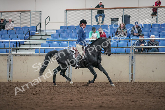2019 Morgan Horse Show - Aug 31, 2019 - 07398