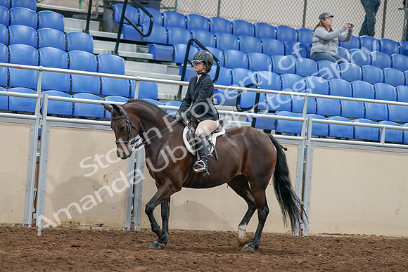 2020 - AB Morgan Horse - Sat, Sept 05 - 14398
