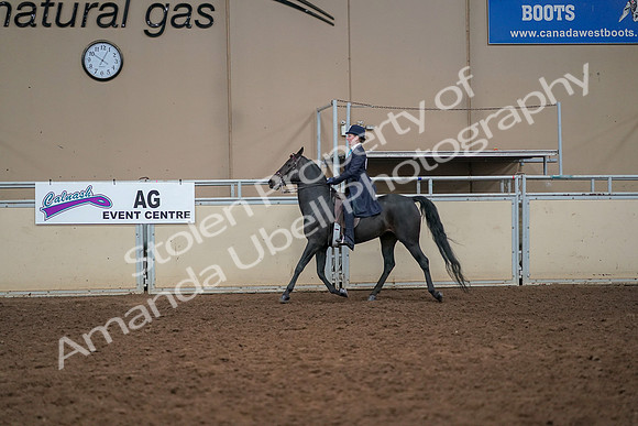 2019 Morgan Horse Show - Aug 30, 2019 - 12237