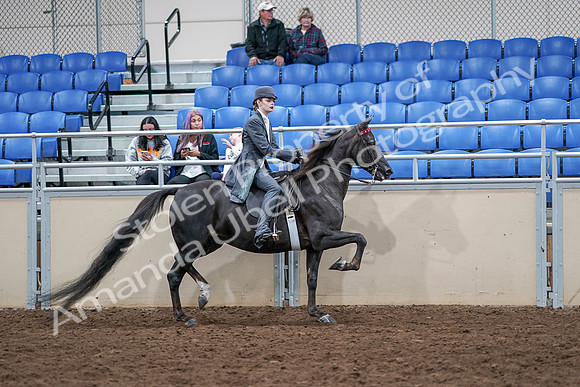 2020 - AB Morgan Horse - Sat, Sept 05 - 13929