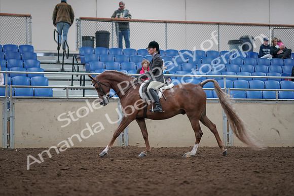 2019 Morgan Horse Show - Aug 31, 2019 - 16004