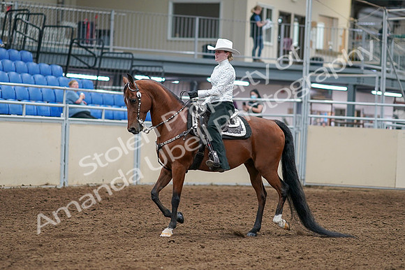 2020 - AB Morgan Horse - Fri, Sept 04 - 03473