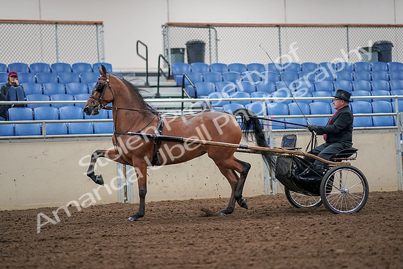 2019 Morgan Horse Show - Aug 30, 2019 - 13199