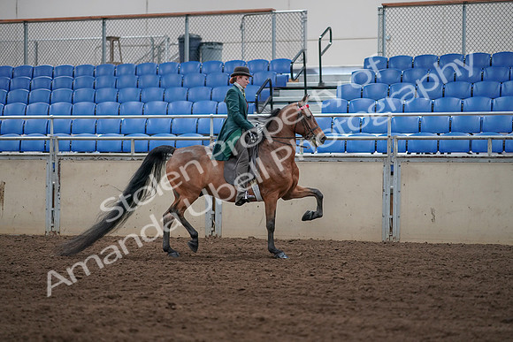2019 Morgan Horse Show - Sept 01, 2019 - 13292