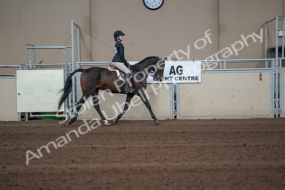 2019 Morgan Horse Show - Sept 01, 2019 - 03810