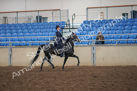 2019 Morgan Horse Show - Aug 30, 2019 - 12378