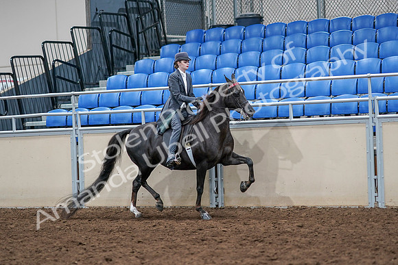2020 - AB Morgan Horse - Sat, Sept 05 - 13915