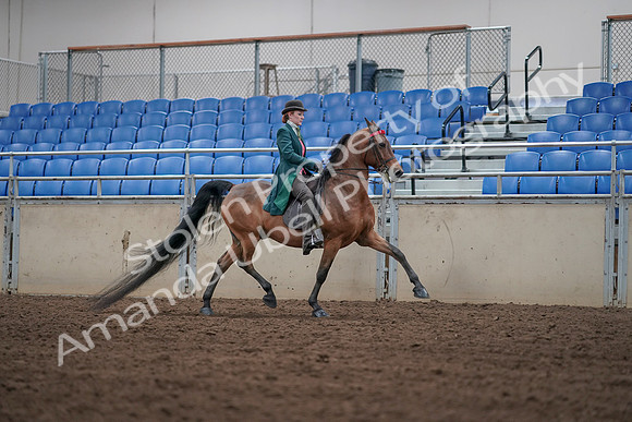2019 Morgan Horse Show - Sept 01, 2019 - 13353