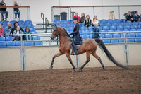 2019 Morgan Horse Show - Aug 31, 2019 - 19920