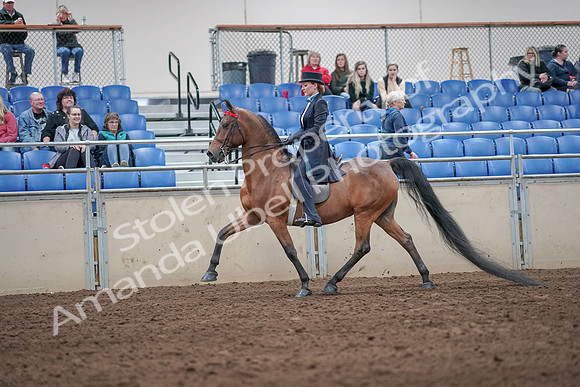 2019 Morgan Horse Show - Aug 31, 2019 - 19920