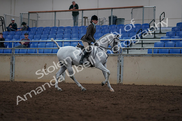 2019 Morgan Horse Show - Sept 01, 2019 - 08825