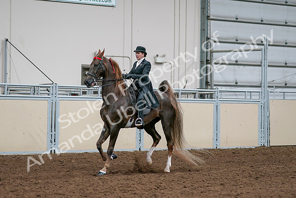 2020 - AB Morgan Horse - Sat, Sept 05 - 13103