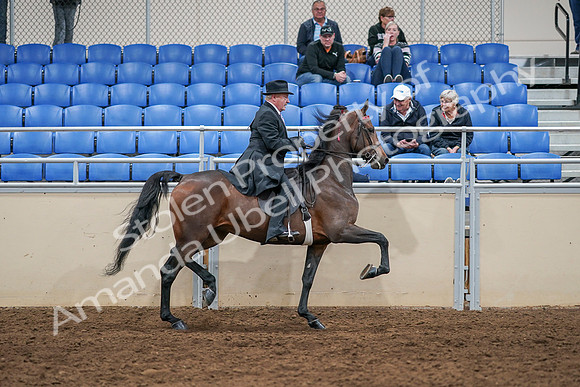 2020 - AB Morgan Horse - Sat, Sept 05 - 08177