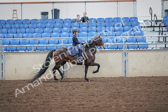 2019 Morgan Horse Show - Aug 30, 2019 - 18139