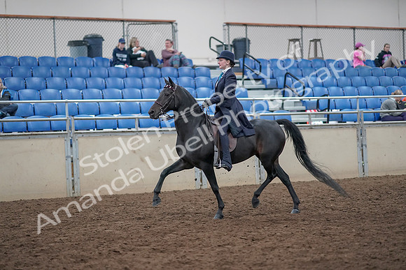 2019 Morgan Horse Show - Aug 31, 2019 - 17998