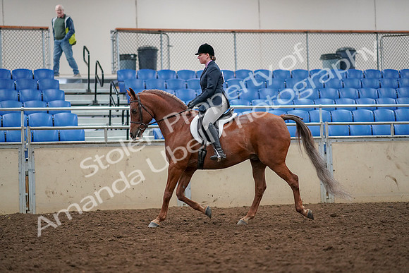 2019 Morgan Horse Show - Aug 30, 2019 - 22213