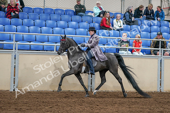 2020 - AB Morgan Horse - Sat, Sept 05 - 13610