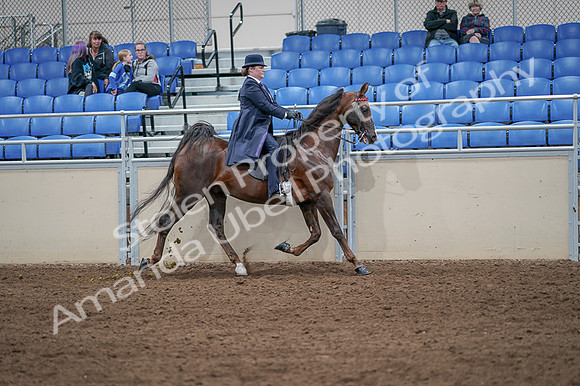 2020 - AB Morgan Horse - Fri, Sept 04 - 08086