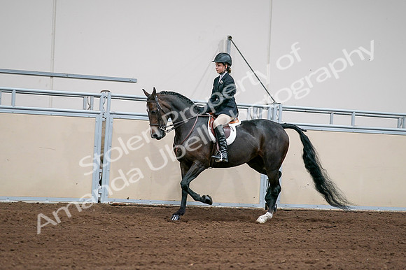2020 - AB Morgan Horse - Fri, Sept 04 - 02028