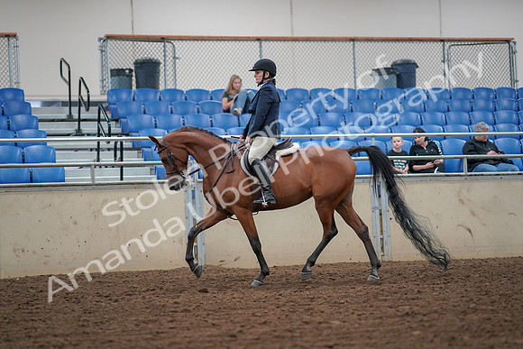 2019 Morgan Horse Show - Aug 30, 2019 - 16093