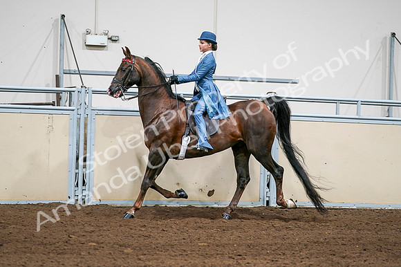 2020 - AB Morgan Horse - Fri, Sept 04 - 04948