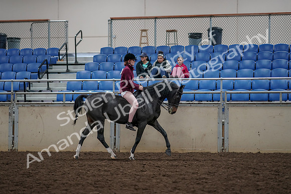 2019 Morgan Horse Show - Aug 30, 2019 - 31362