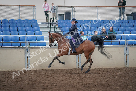 2019 Morgan Horse Show - Aug 31, 2019 - 08848