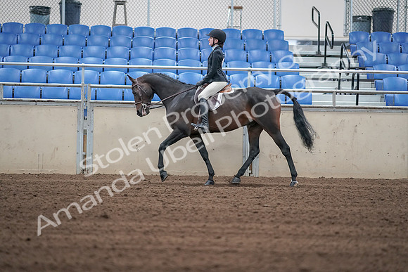 2019 Morgan Horse Show - Sept 01, 2019 - 03716