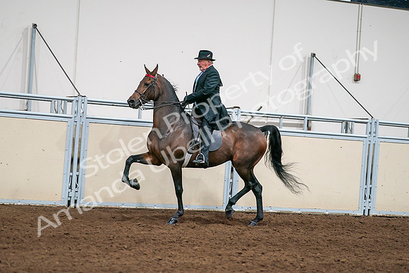 2020 - AB Morgan Horse - Sat, Sept 05 - 08121