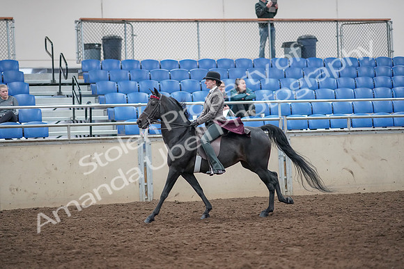 2019 Morgan Horse Show - Aug 31, 2019 - 09476