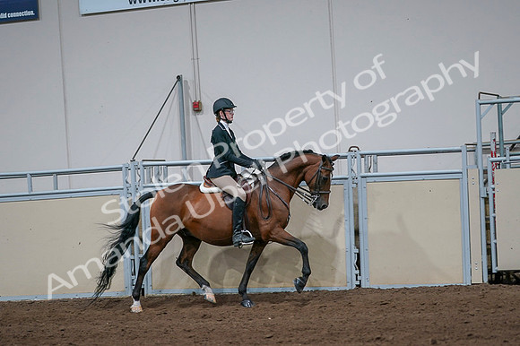 2020 - AB Morgan Horse - Fri, Sept 04 - 06010