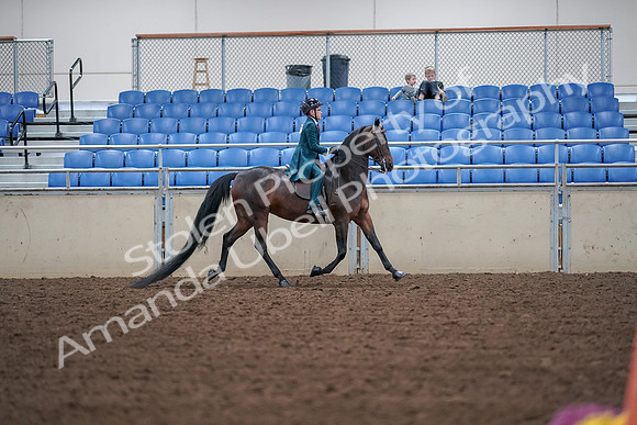 2019 Morgan Horse Show - Aug 30, 2019 - 18076