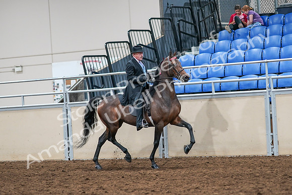 2020 - AB Morgan Horse - Sat, Sept 05 - 08145