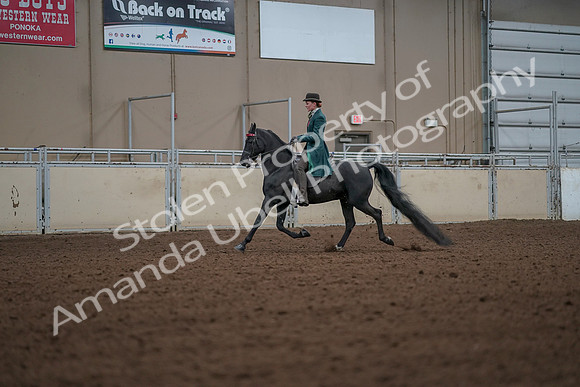 2019 Morgan Horse Show - Aug 30, 2019 - 15427