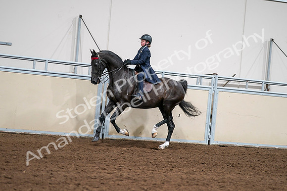 2020 - AB Morgan Horse - Fri, Sept 04 - 03055