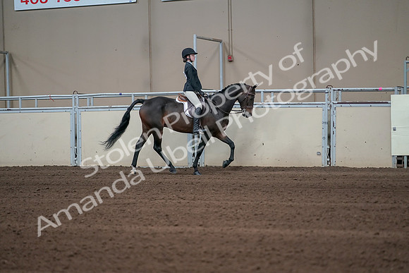 2019 Morgan Horse Show - Sept 01, 2019 - 03787