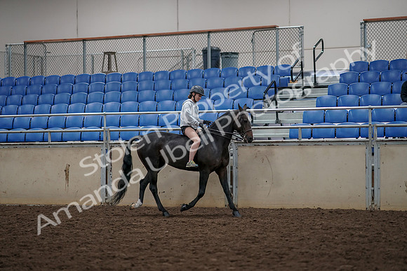 2019 Morgan Horse Show - Aug 30, 2019 - 31372