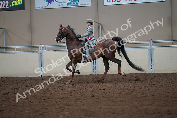 2019 Morgan Horse Show - Aug 30, 2019 - 18258
