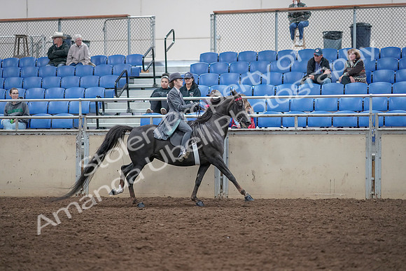 2019 Morgan Horse Show - Aug 31, 2019 - 09727