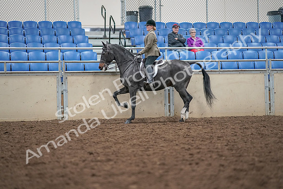 2019 Morgan Horse Show - Aug 30, 2019 - 20287