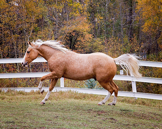 other breeds - 045