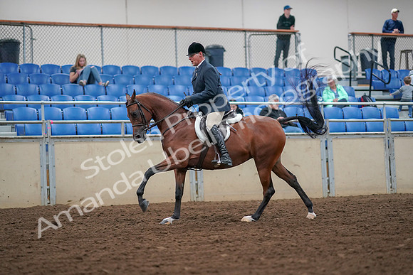 2019 Morgan Horse Show - Aug 30, 2019 - 16352