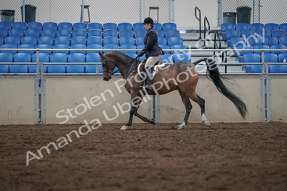 2019 Morgan Horse Show - Sept 01, 2019 - 08518