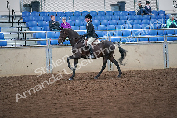 2019 Morgan Horse Show - Aug 30, 2019 - 20533