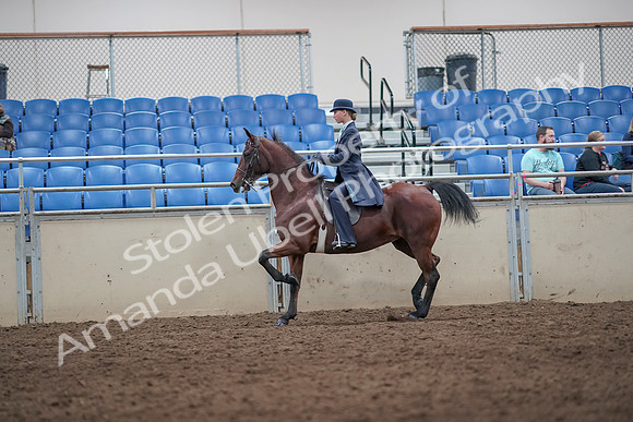 2019 Morgan Horse Show - Aug 31, 2019 - 08718