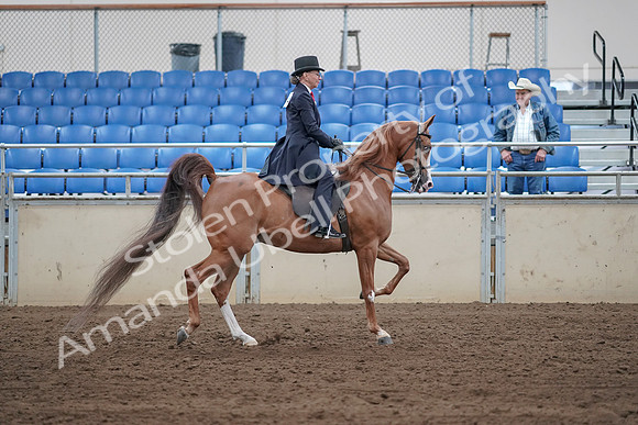 2019 Morgan Horse Show - Sept 01, 2019 - 11985